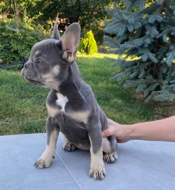 Хлопчик лілового французького бульдога на ім'я Max на продаж